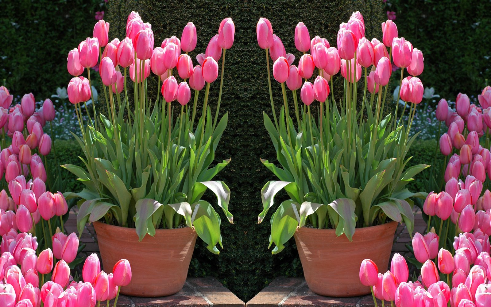 Time for Bulbs